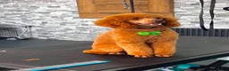 Toy Poodle dogs for sale: Toy poodle puppies  - Advert 2