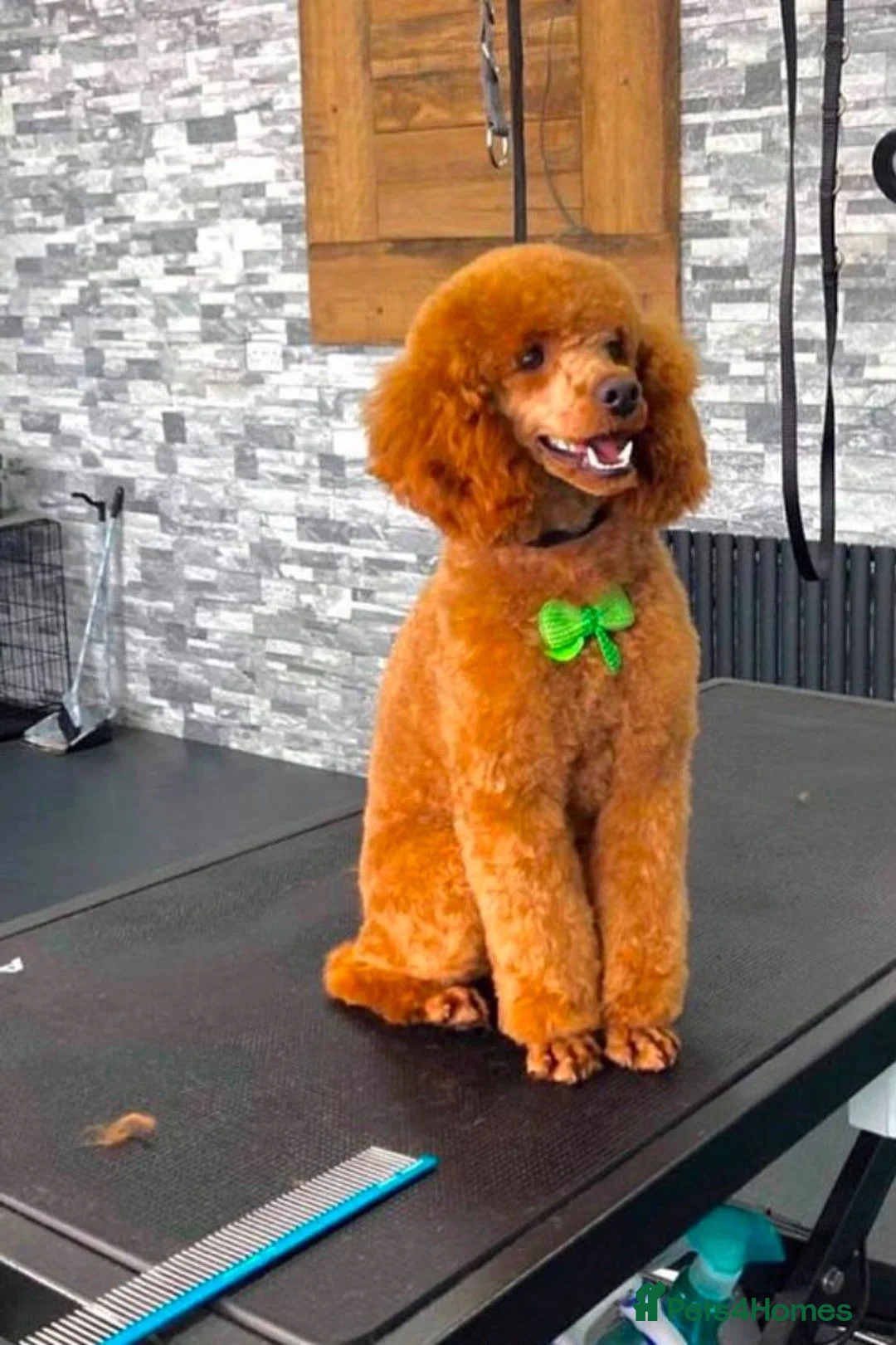 Toy Poodle dogs for sale: Toy poodle puppies  - Advert 2