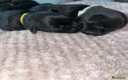 Mixed Breed dogs for sale: YOUR NEW BEST FRIEND IS WAITING!  - Image 35
