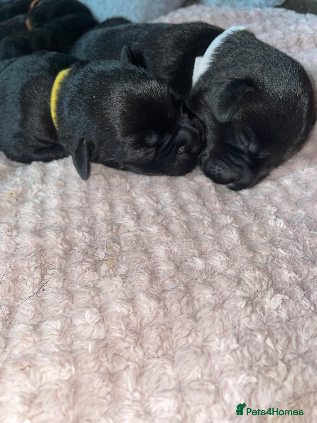 Mixed Breed dogs for sale: YOUR NEW BEST FRIEND IS WAITING!  - Image 35