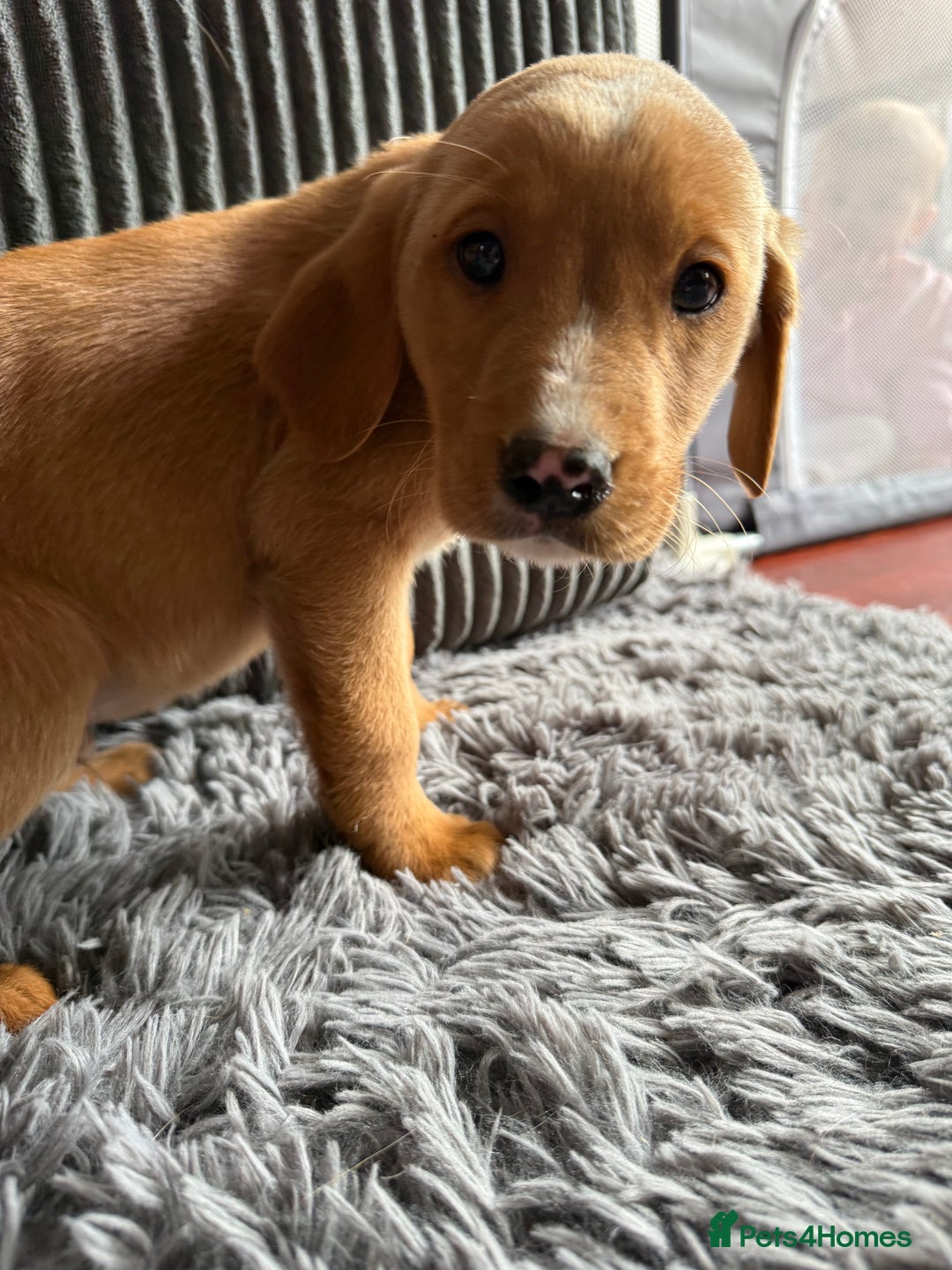 Labrador Retriever dogs for sale: Male Red fox labrador - Advert 2