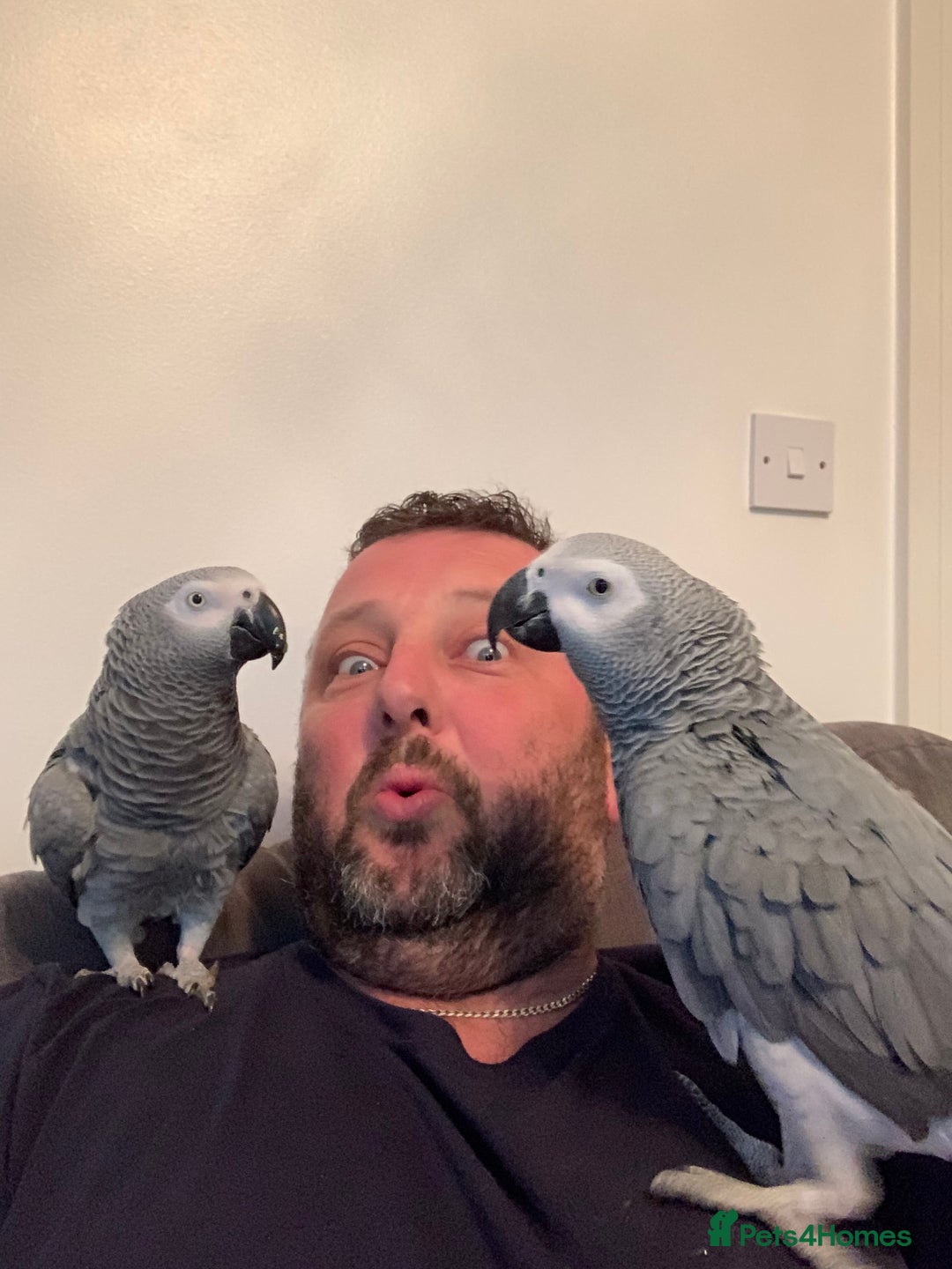 Parrots birds for sale: Our 2 loving African greys  - Advert 17