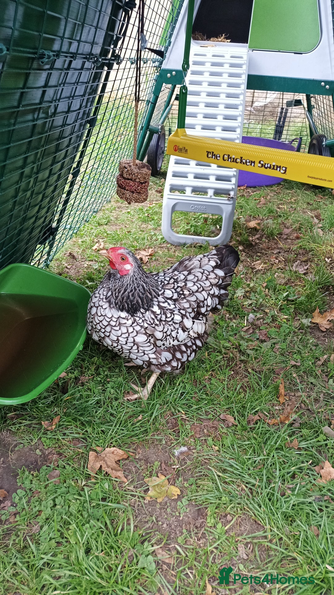 Chickens poultry for sale: 2 Batam Chickens & Coop - Image 3