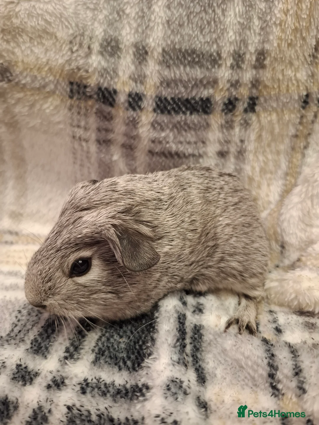 Guinea Pig rodents for sale: Gorgeous Silver Agouti Baby Boar - Advert 1