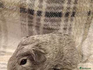 Guinea Pig rodents Gorgeous Silver Agouti Baby Boar - Advert 4