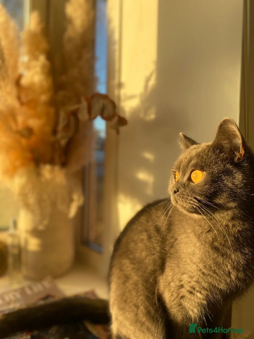 British Shorthair cats for sale: 💜Adult Female Scottish Straight💜 - Advert 2