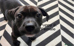 Staffordshire Bull Terrier dogs for sale: Beautiful Staffy puppies  - Image 8