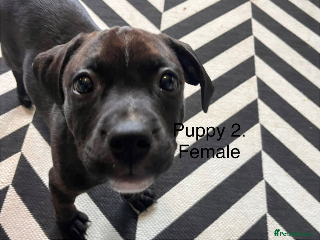 Staffordshire Bull Terrier dogs for sale: Beautiful Staffy puppies  - Image 8