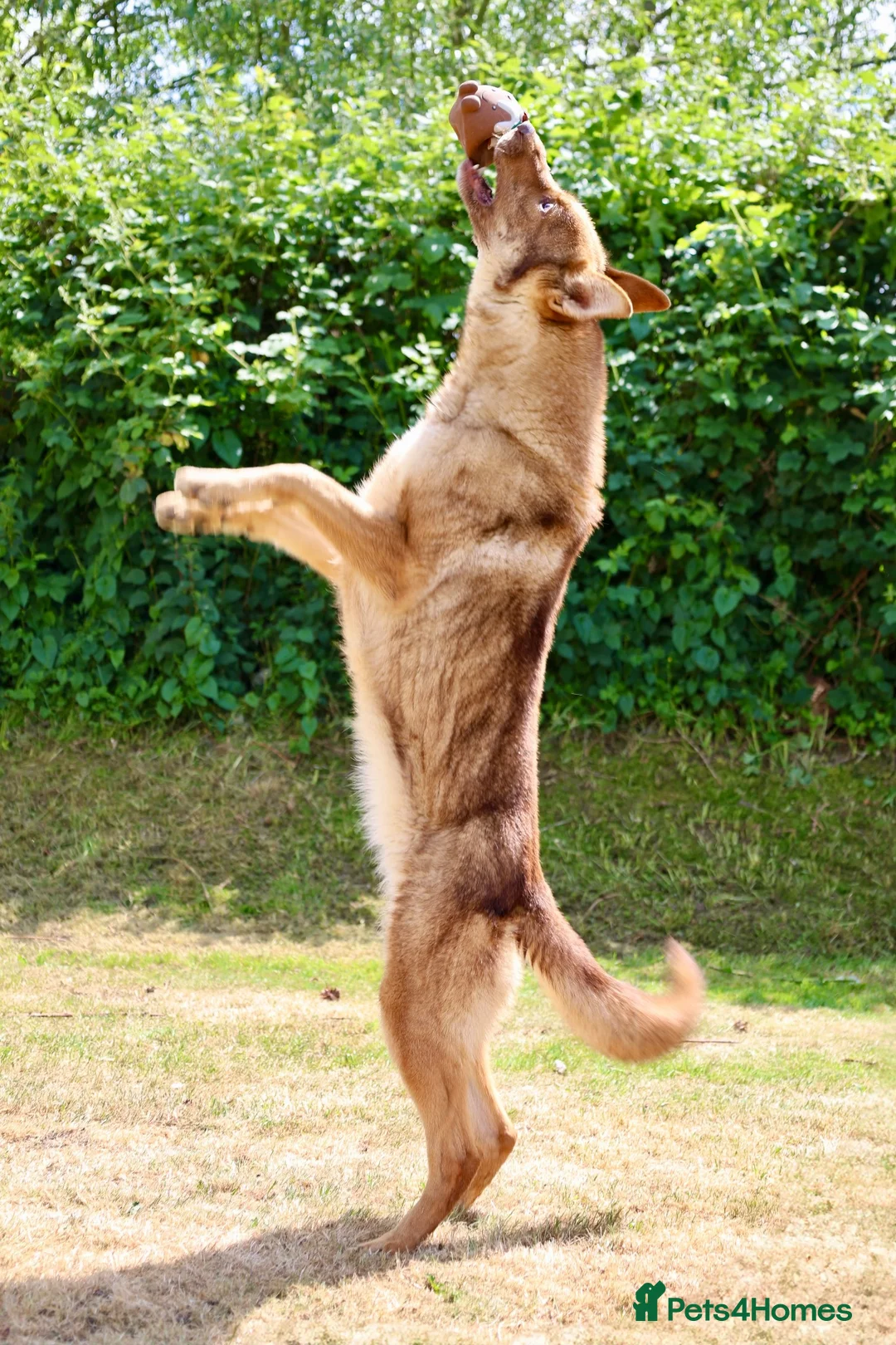 German Shepherd dogs for sale: 🍂 autumn our beautiful KC liver tan girl - Advert 10