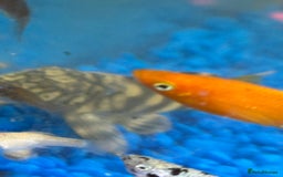 Plecos fish for sale: L015 candy stripped pleco - Image 2