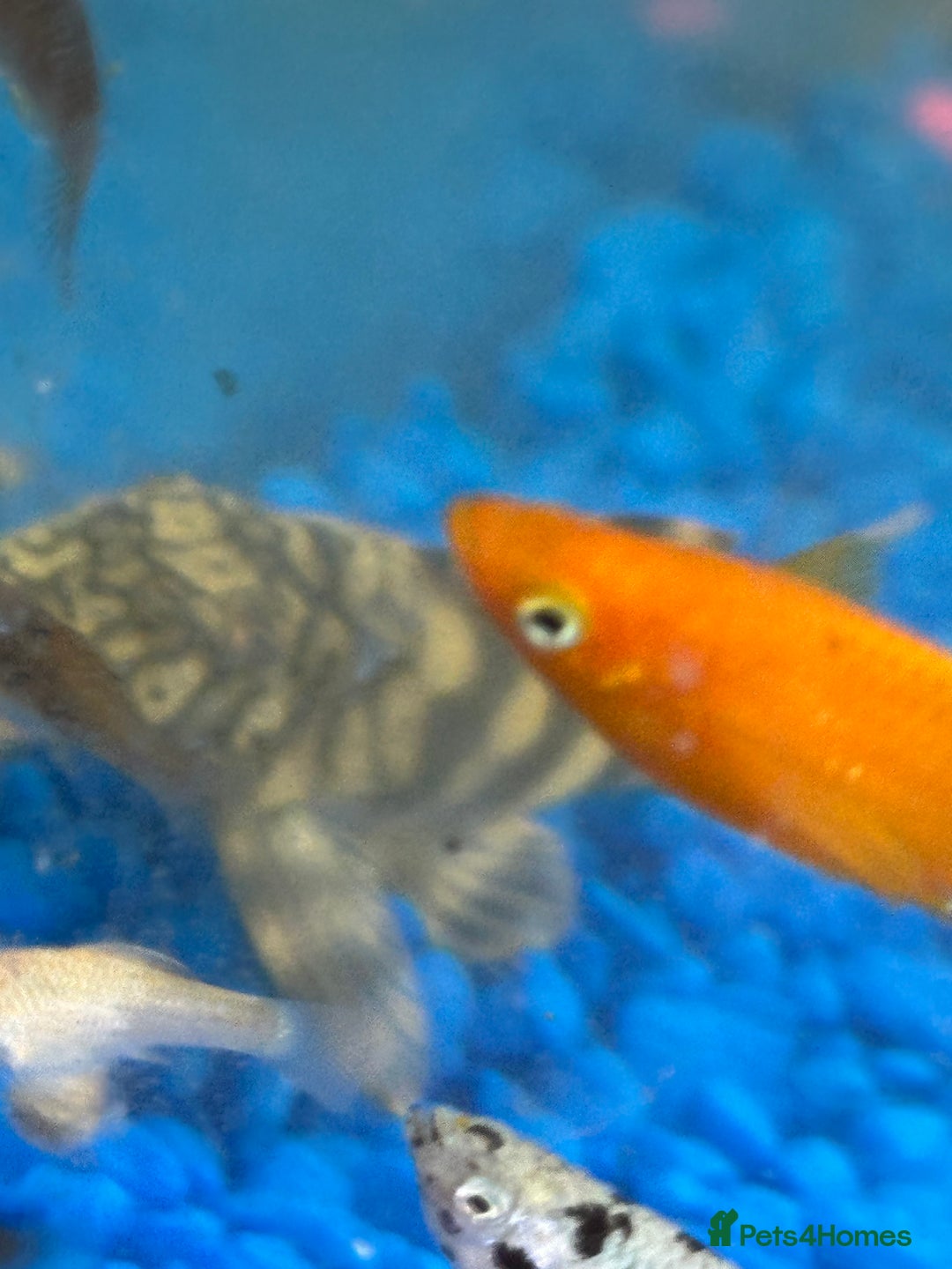 Plecos fish for sale: L015 candy stripped pleco - Image 2