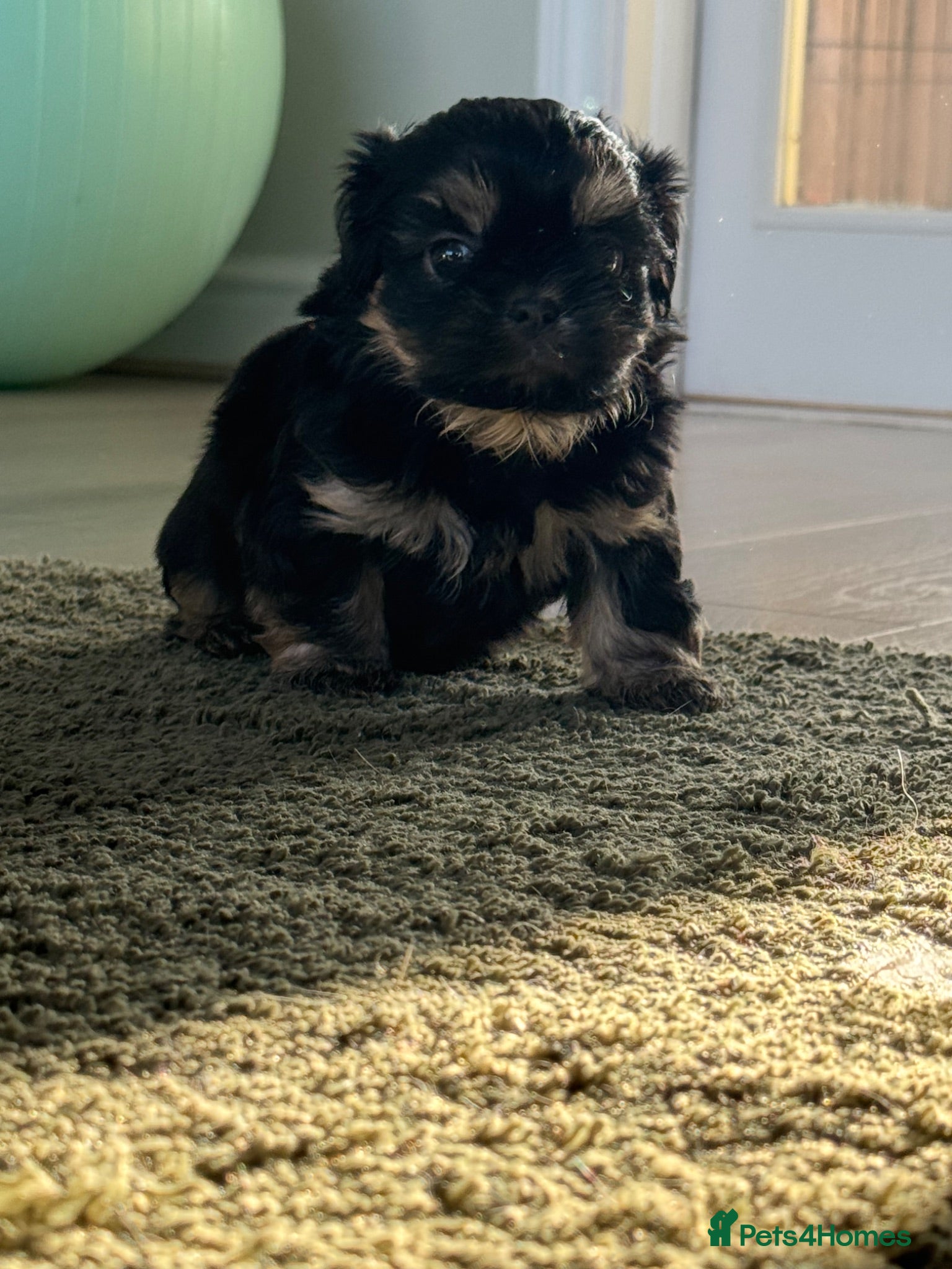 Shih Tzu dogs Imperial dobies 2 boys left LICENSED BREEDER  - Advert 2