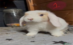 Mini Lop rabbits for sale: 8 beautiful friendly baby mini lops  - Image 5