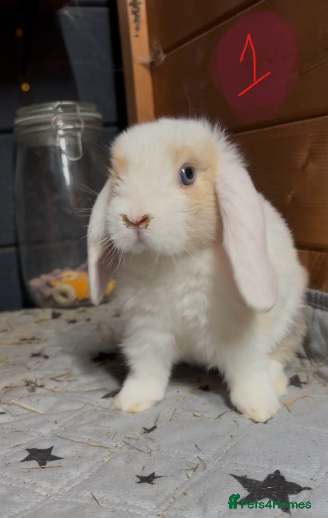 Mini Lop rabbits for sale: 8 beautiful friendly baby mini lops  - Image 5
