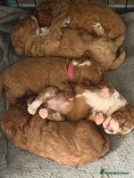 Cavapoo dogs - Advert 11