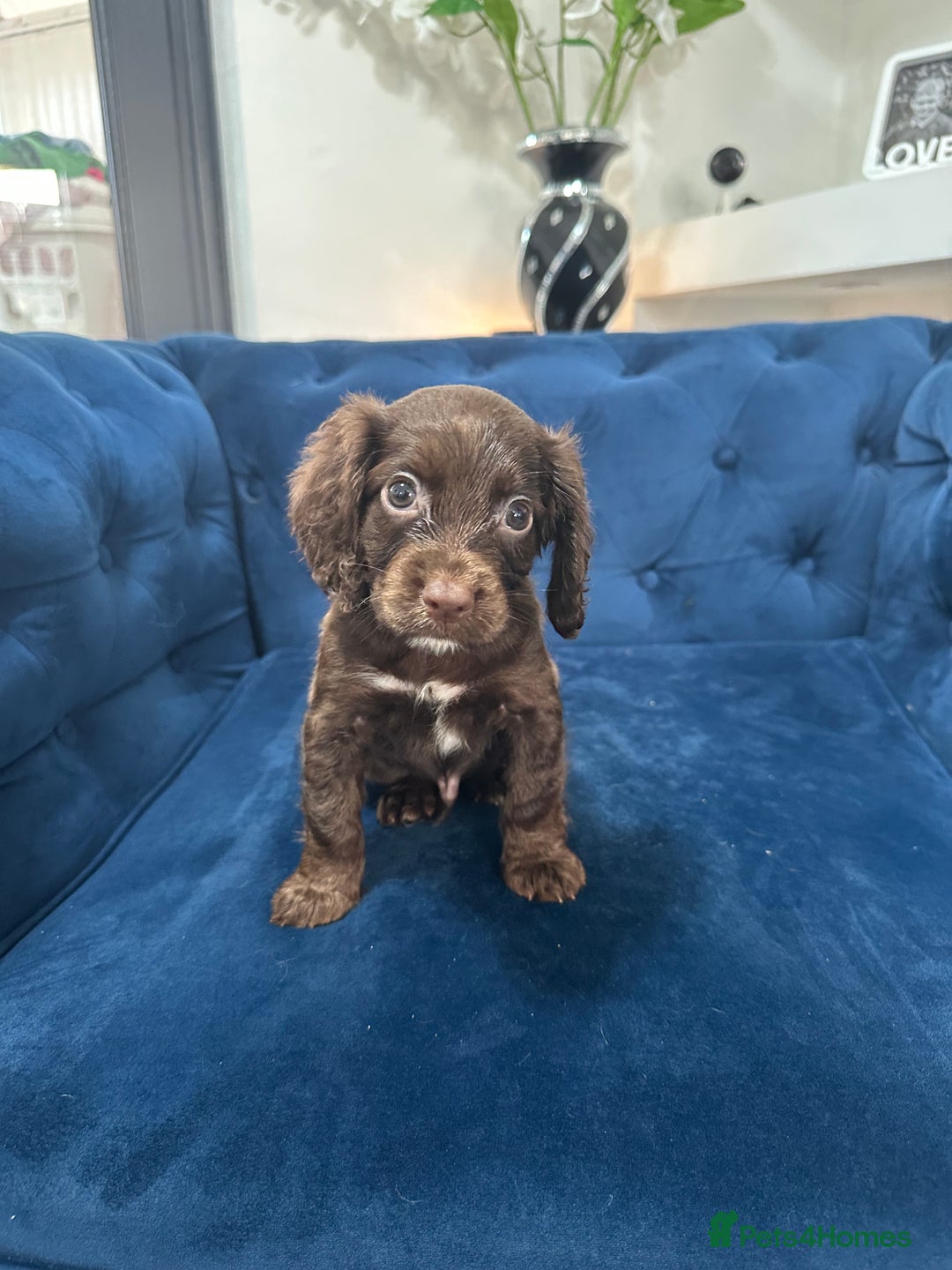 Cocker Spaniel dogs for sale: Beautiful litter of cocker spaniel pups 4 left  - Image 17