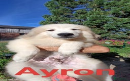Pyrenean Mountain Dog dogs for sale: Beautiful Pyrenean Mountain Dogs puppies for sale - Image 6