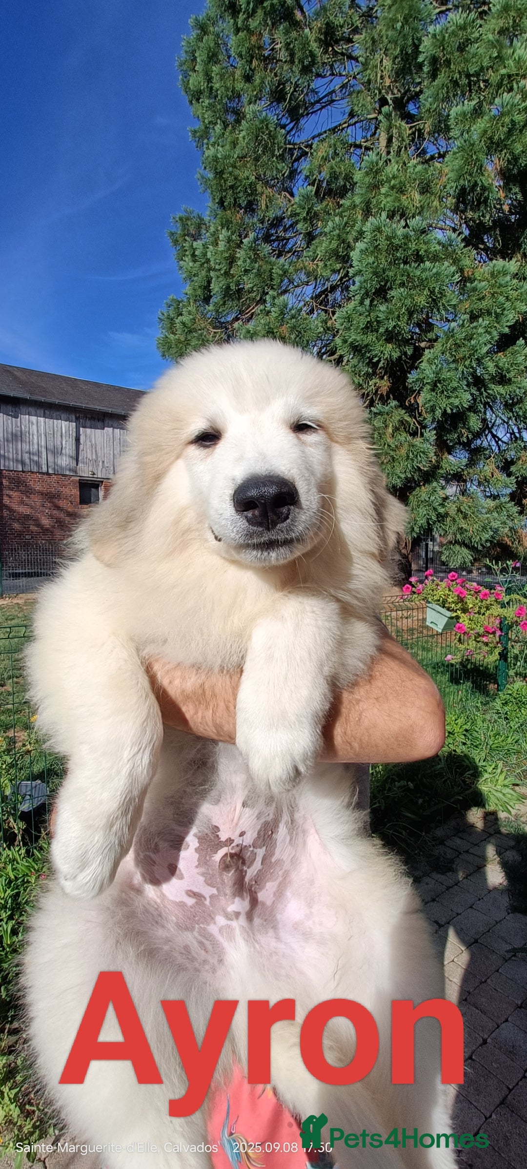 Pyrenean Mountain Dog dogs for sale: Beautiful Pyrenean Mountain Dogs puppies for sale - Image 6