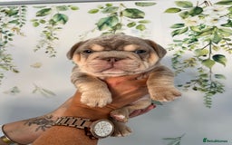 French Bulldog dogs for sale: Big Rope, Big Rope Fluffy & French Bullg - Advert 34