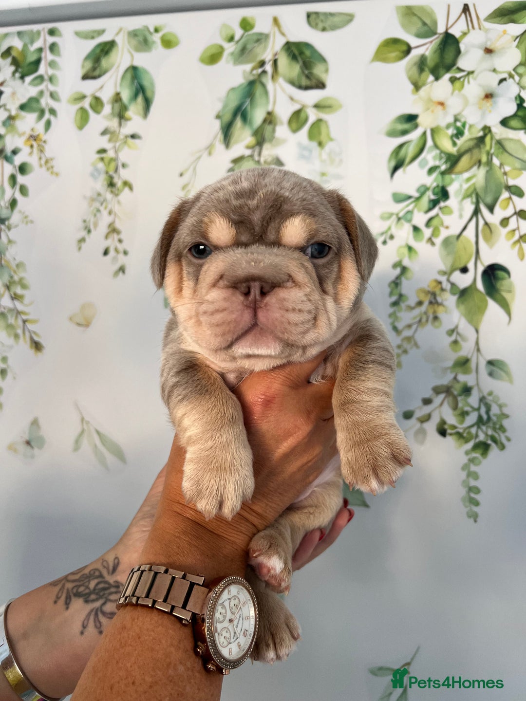 French Bulldog dogs for sale: Big Rope, Big Rope Fluffy & French Bullg - Advert 34