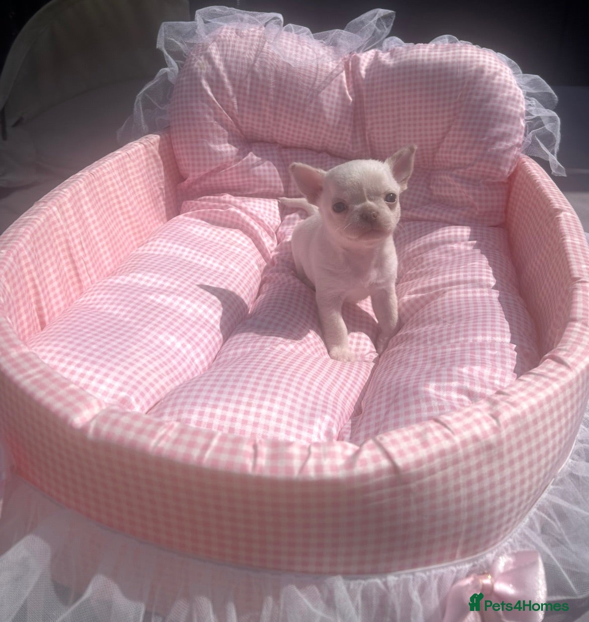 Chihuahua dogs Beautiful Chihuahua boys  - Advert 1