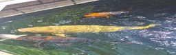 Koi Carp fish for sale: Koi Carp  in Brighton - Advert 4