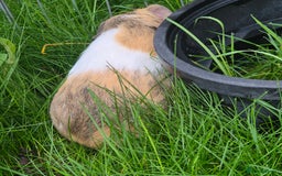 Guinea Pig rodents for sale: Silkie x American bonded sisters  - Advert 4