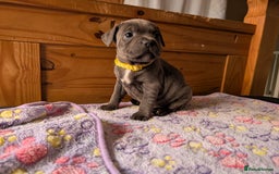 Staffordshire Bull Terrier dogs for sale: Beautiful Kennel registered blue staffie for sale  - Image 18
