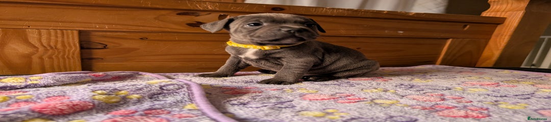 Yellow collar