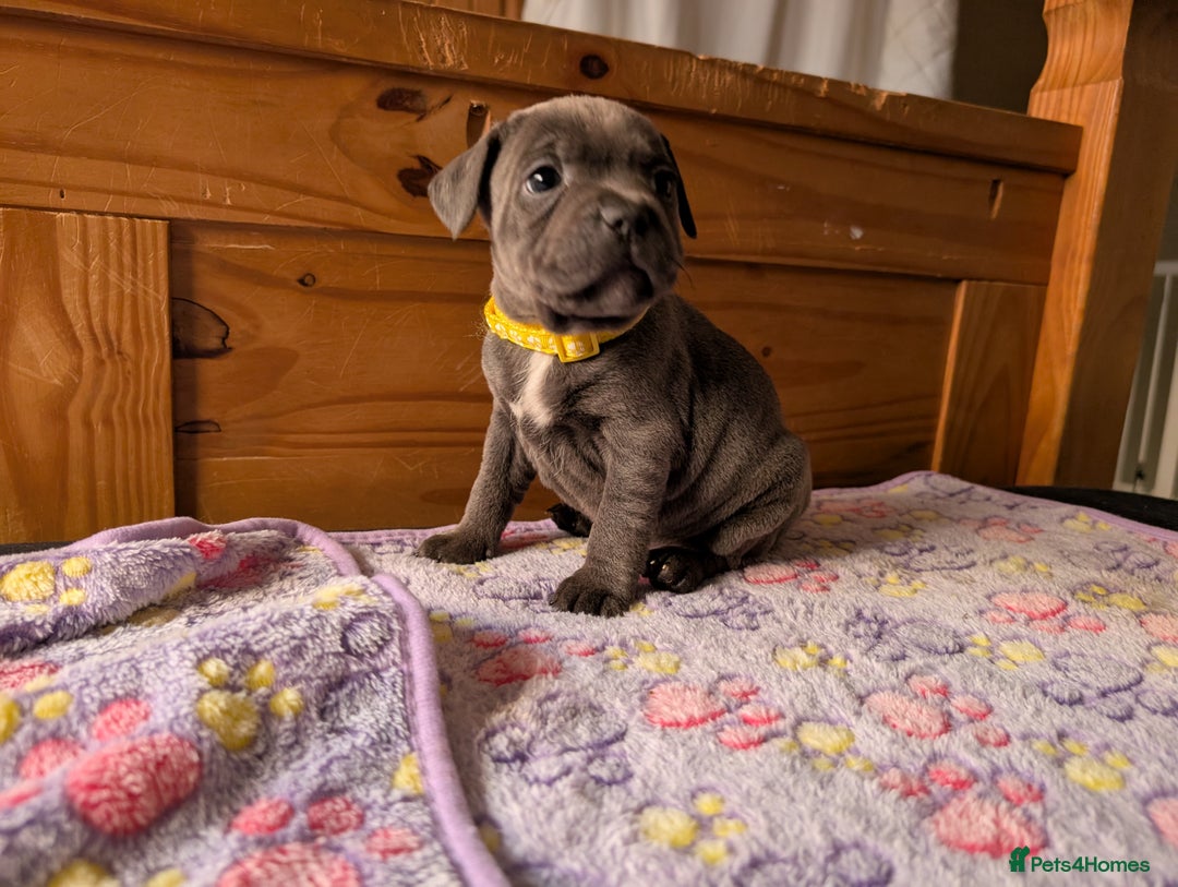 Staffordshire Bull Terrier dogs for sale: Beautiful Kennel registered blue staffie for sale  - Image 18