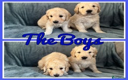 Mini Goldendoodle dogs for sale: Beautiful Family Raised F1 Mini Golden-doodles  - Image 37