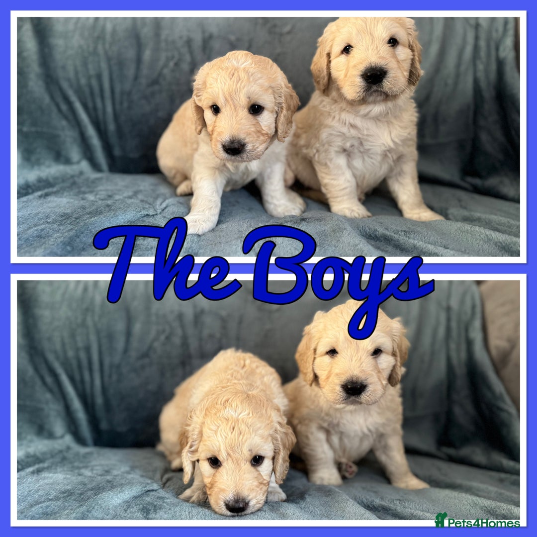 Mini Goldendoodle dogs for sale: Beautiful Family Raised F1 Mini Golden-doodles  - Image 37