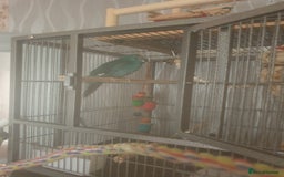 Budgerigars birds for sale: Semi tame female kakariki and 4 show budgies - Image 15