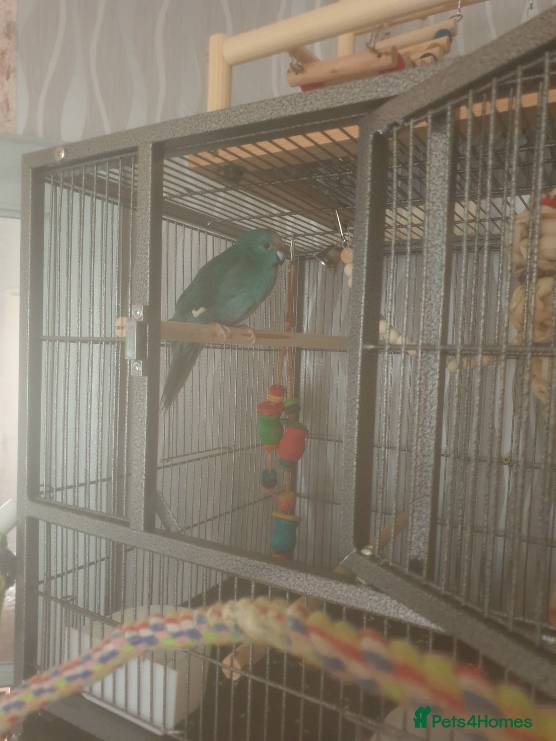 Budgerigars birds for sale: Semi tame female kakariki and 4 show budgies - Image 15