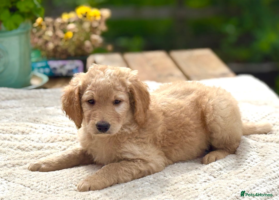 Goldendoodle dogs for sale: Exeptional Goldendoodle puppies F1b - Image 6