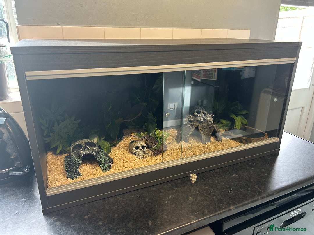 King Snake reptiles for sale: Mexican Black Kingsnake & Full Setup  - Image 8
