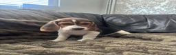 Beagle dogs for sale: Beautiful Beagles(ready now) - Advert 11