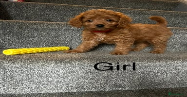 Cavapoo dogs - Advert 10