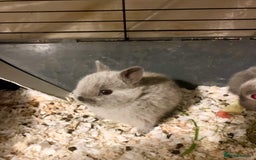 Netherland Dwarf rabbits for sale: Stunning pure bred Netherlands dwarf kits  - Image 1
