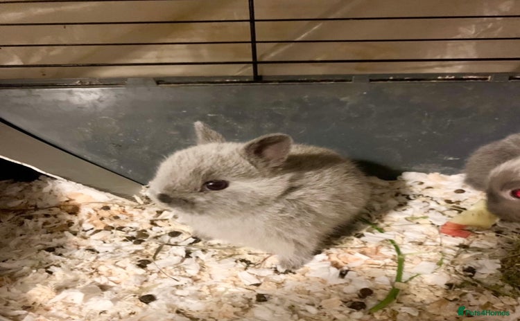 Netherland Dwarf rabbits - Advert 1
