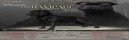 Staffordshire Bull Terrier dogs for sale: Champion stacked pedigree *Male pup *  - Advert 12