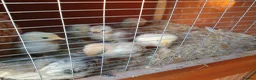 Chickens poultry for sale: Pekin x silkie chicks in Peterlee - Advert 3
