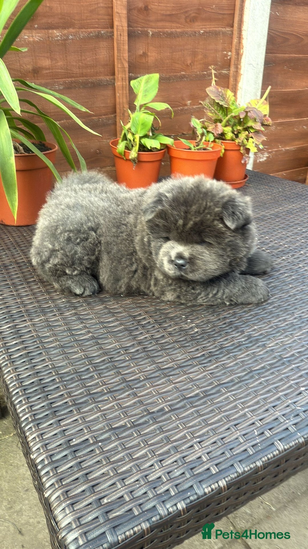 Chow Chow dogs for sale: 💫Stunning Chows Available 🥰❤️ - Image 13