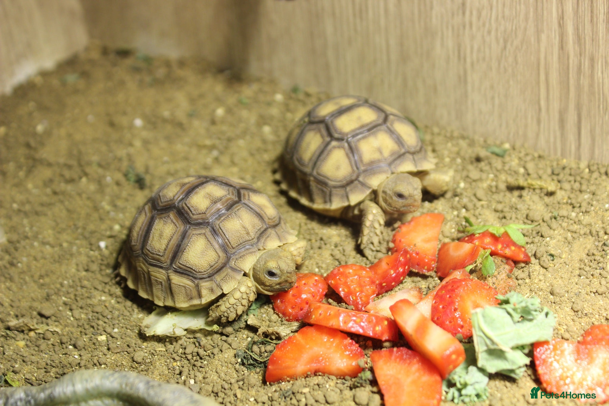 Tortoise reptiles BABY SULCATAS & SET UPS - Advert 1
