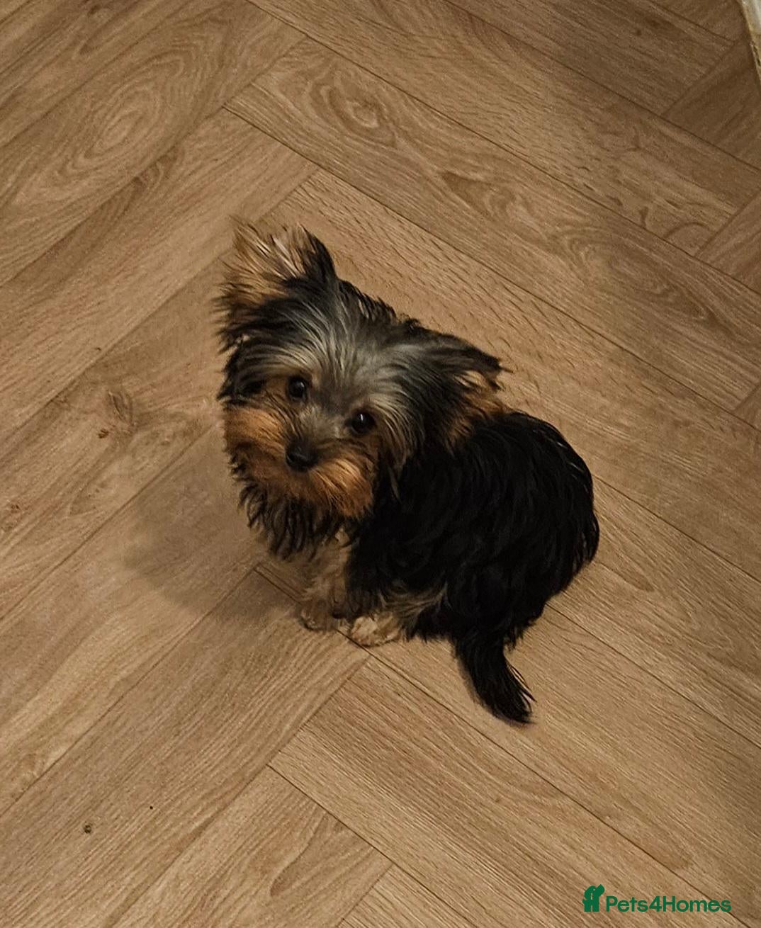 Yorkshire Terrier dogs 🩵 Toy, miniature boy 1,2kg 🩵 - Advert 3