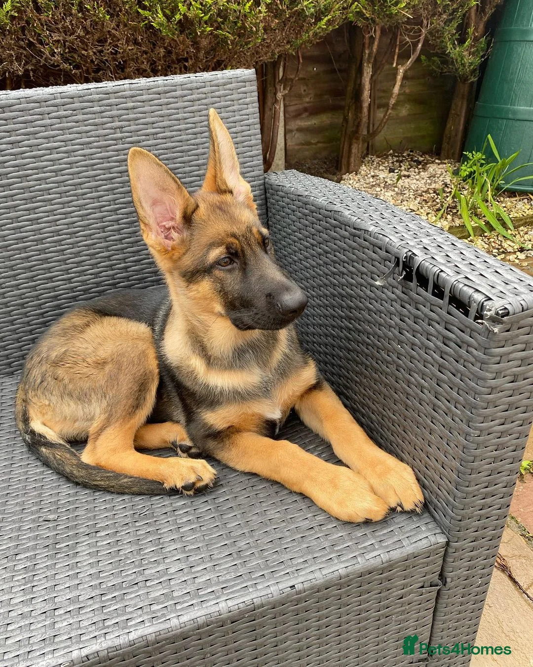 German Shepherd dogs for sale: German Shepherd puppy for Rehome - Advert 4