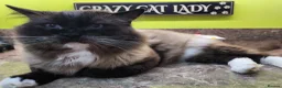 Ragdoll cats for sale: 8 Ragdoll Kittens (some Lynx) - Advert 12