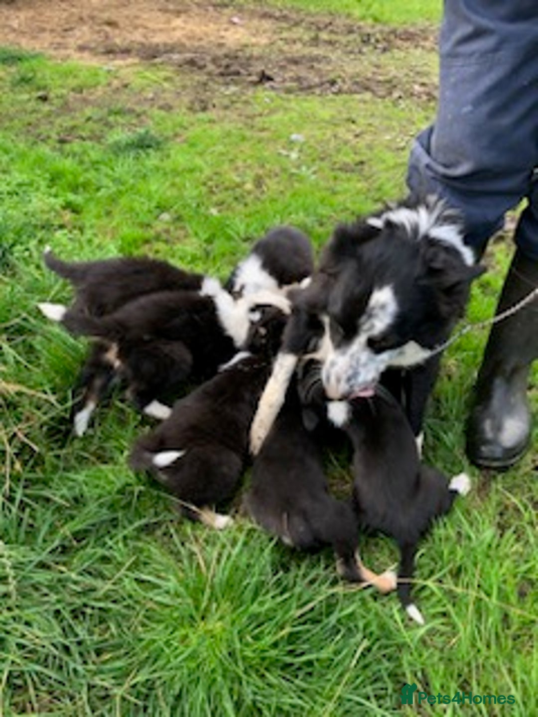 Border Collie dogs for sale: Adorable border collie pups - Image 8