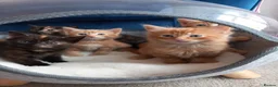 Mixed Breed cats for sale: Goldie and Meg have had their gorgeous kittens - Advert 10