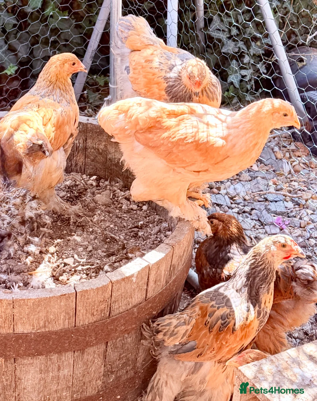 Chickens poultry for sale: 🌸🐔Updated 26th July - POINT OF LAY CHICKENS 🐔🌸 - Advert 2